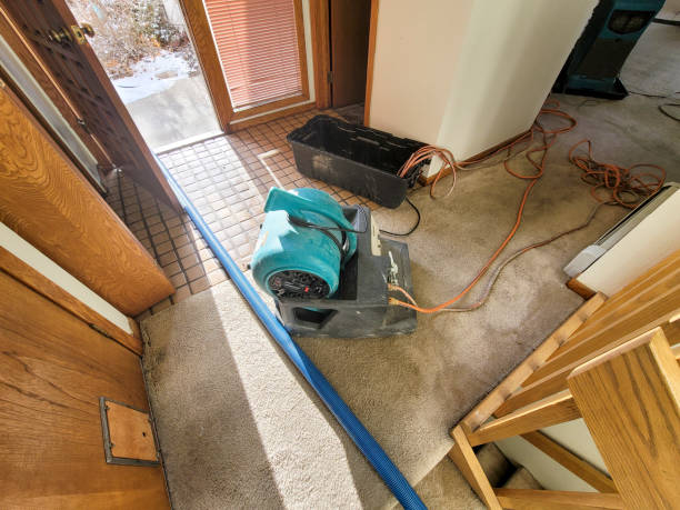 Best Mold removal after water damage  in Woodburn, IN